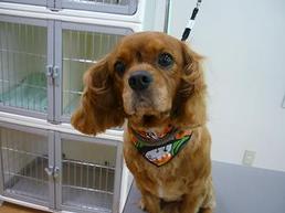 2012_1025RUBY.jpg