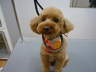 2012_1230_邿.jpg