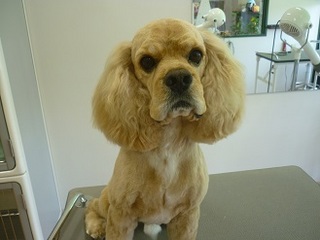 P1240975Perro.jpg