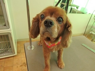 P1280378RUBY.jpg