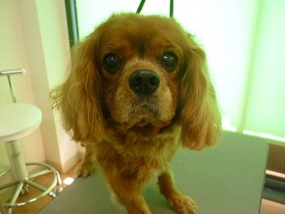 P1290709RUBY.jpg