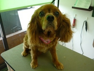 P1370531RUBY.jpg