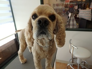 P2242482Perro.jpg