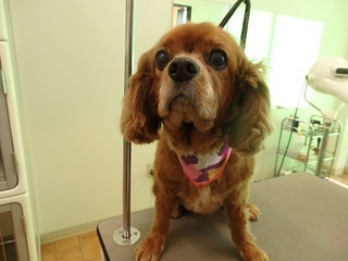 P3031141RUBY.jpg
