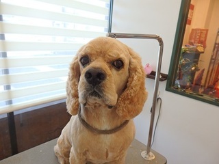 P7202254Perro.jpg