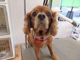 PB260450RUBY.jpg